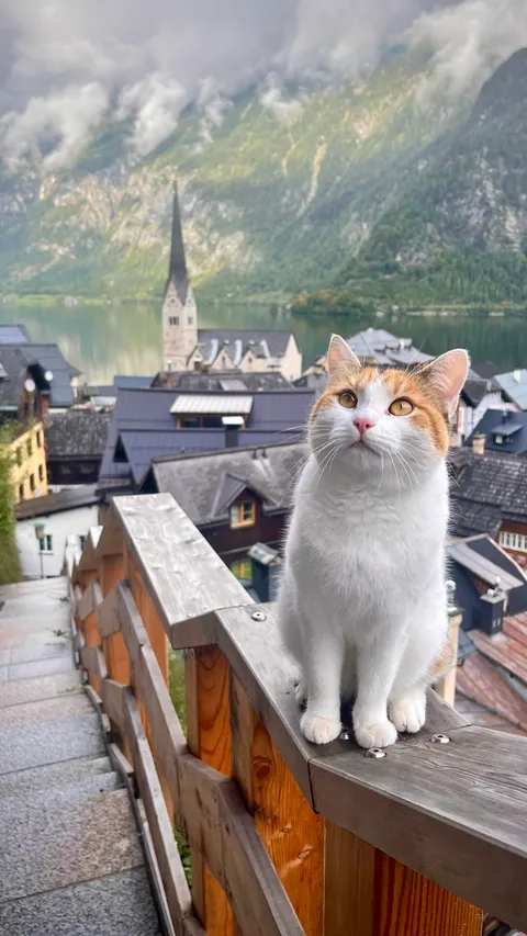 ITAP of a cat in Hallstatt, Austria