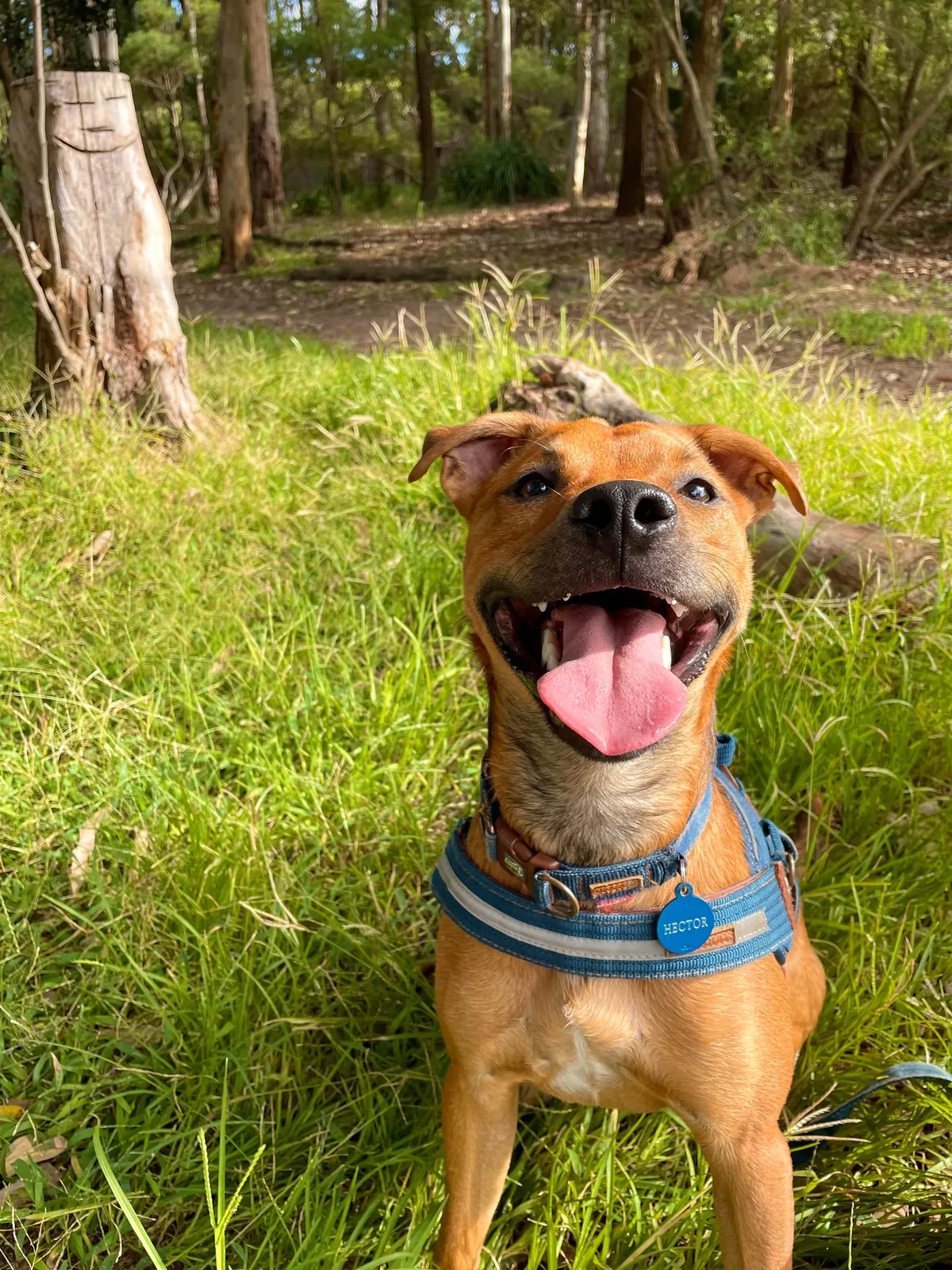 Hector is a bit of a cuddle bug, it’s the best!😘🐕