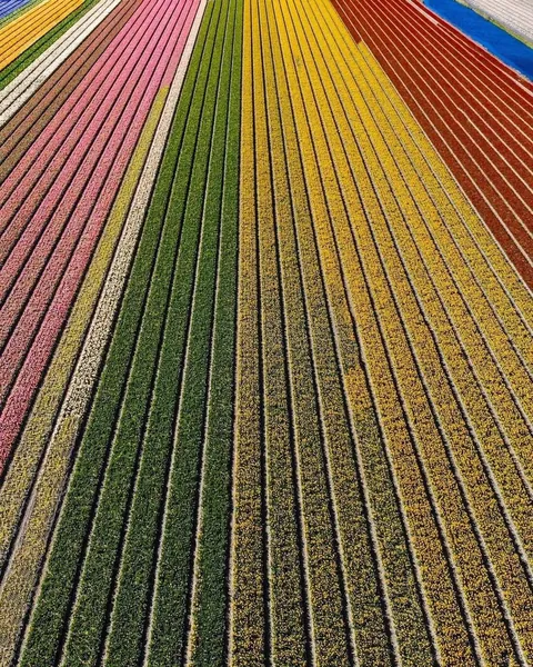 A glimpse of what Tulip season in the Netherlands look like