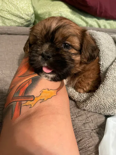 I didn’t want a dog, yet here we are. Can’t imagine life without him now 😌