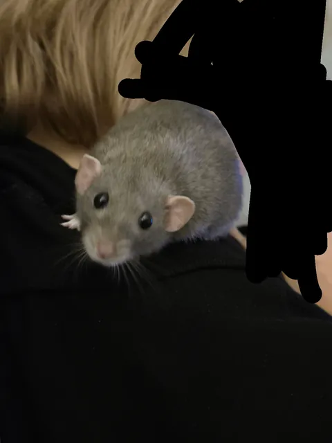 Day 2 Jimily and Doby "Advent calendar"