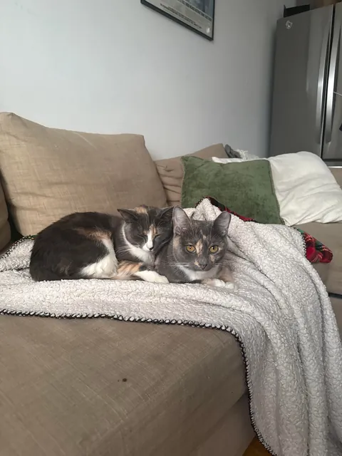 first time cat owner, adopted bonded sisters- so glad I did !