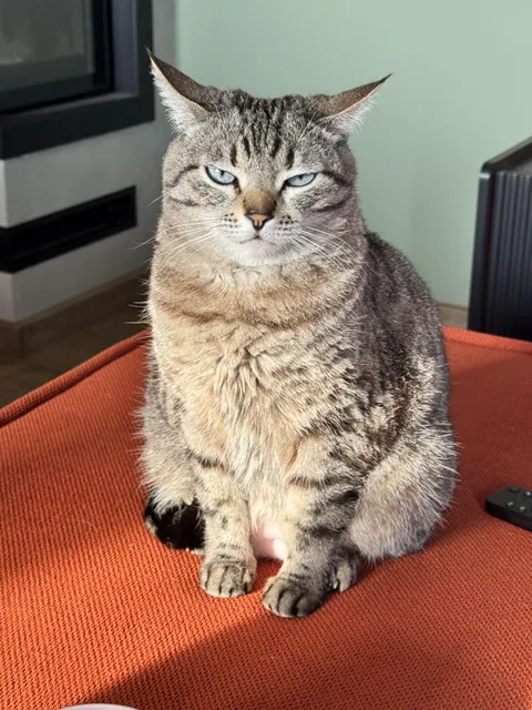 My emotional support judgmental potato