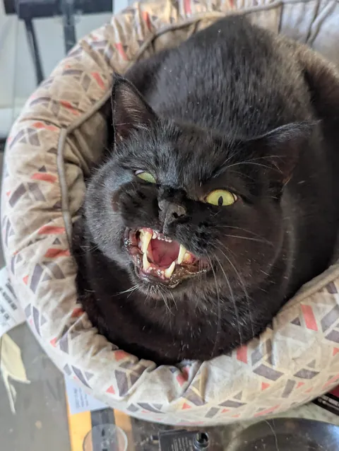 What is wrong with my car?