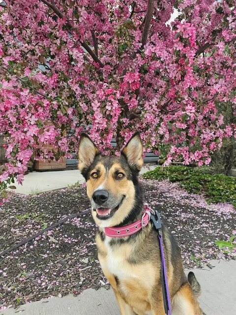 My girl turned 4 today. 🎉 