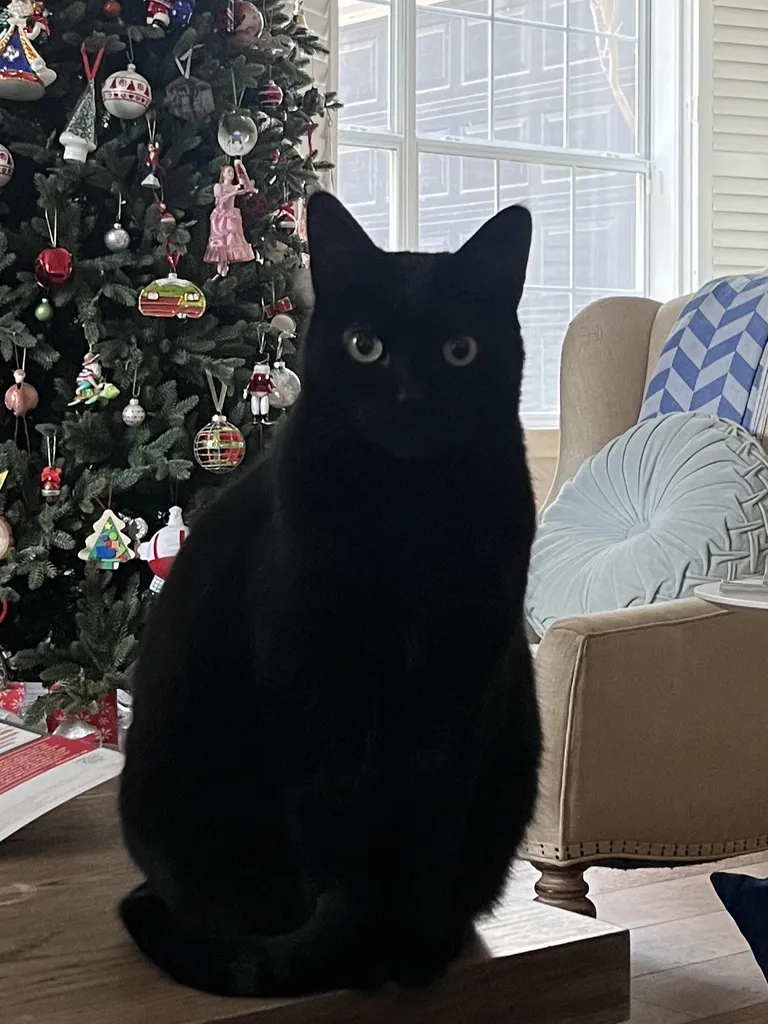 Why does my cat just stare at me for minutes on end?