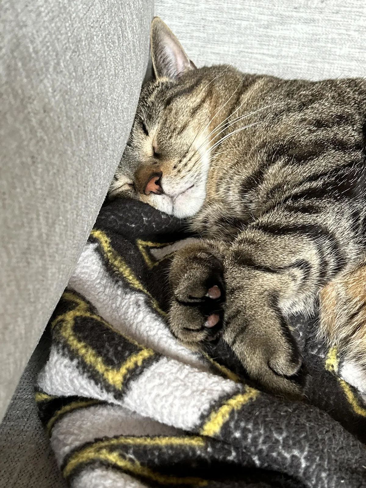 He’s so peaceful. Show me your cats sleeping 