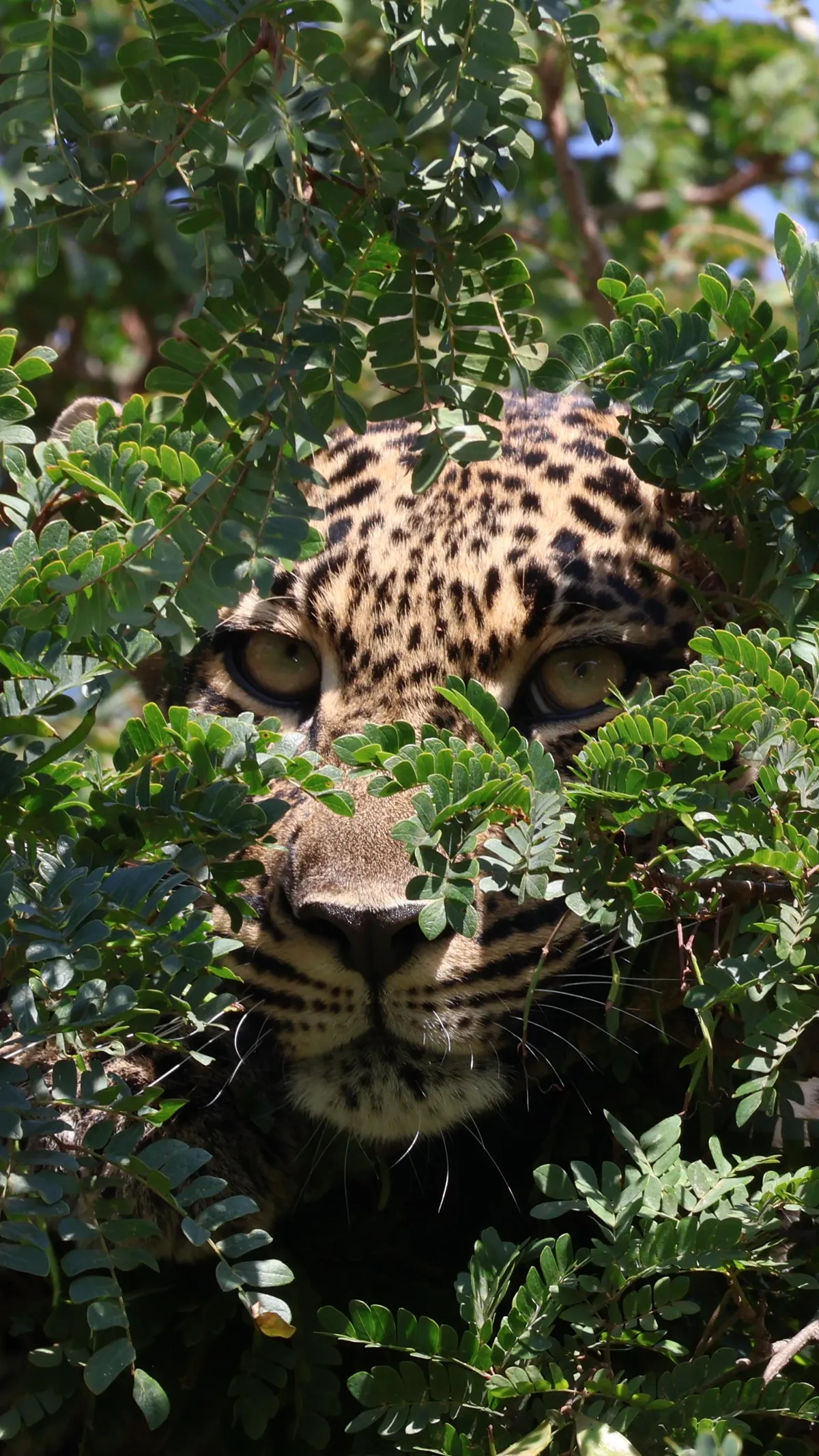 ITAP of a Leopard in a tree 