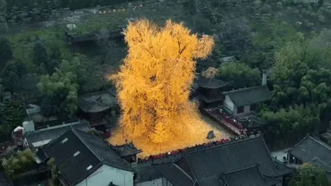 1400 years ago, emeperor Taizong of the Tang dinasty planted this tree for Empress Zhangsun. Shaanxi, China