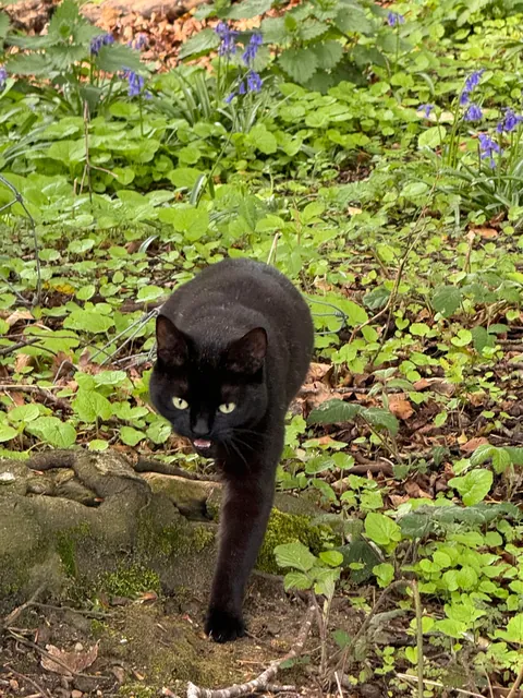 This is my boy chips. He died earlier today, show me pictures of your kitties to cheer me up :(