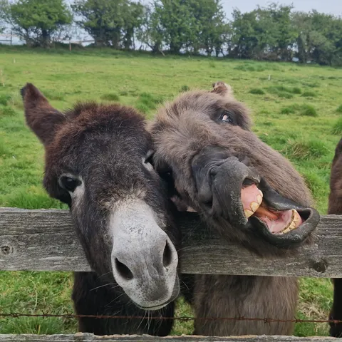 Some of our neighbours