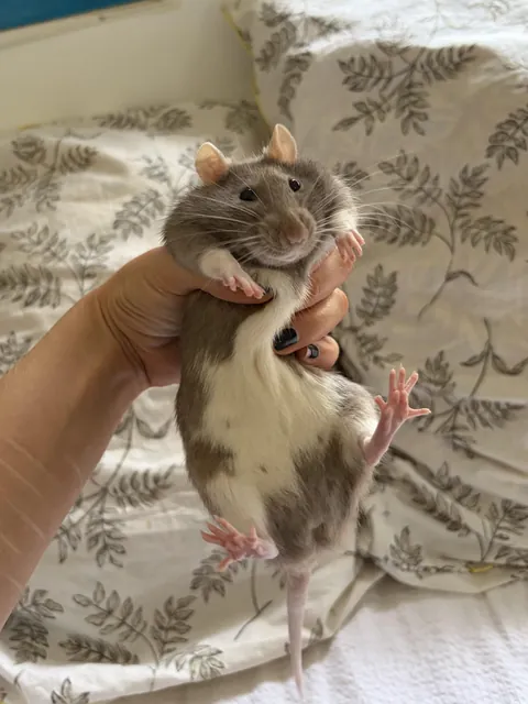 advice needed!! how to move forward with 2 year old lone rat?