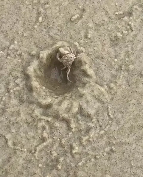 Little crab builds shelter in the sand