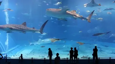 The Okinawa Churaumi Aquarium in Japan - the main tank (Kuroshio Sea) contains whale sharks, manta rays, and other fish species. It holds 7,500,000 litres (1,981,000 US gal) of water.