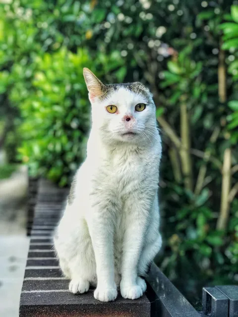This little guy has no nose and is missing an ear, but is the friendliest neighbourhood cat ever. I call him Voldemort.