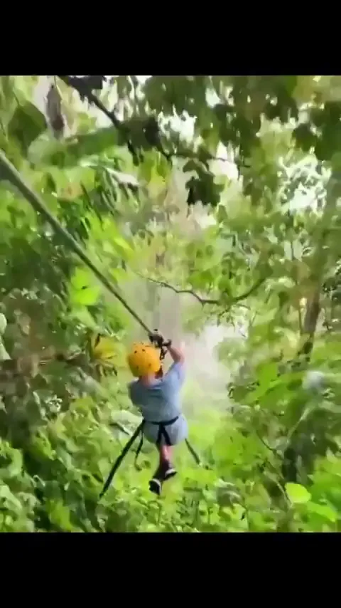 🔥A Sloth Casually Hanging On A Zip Line 