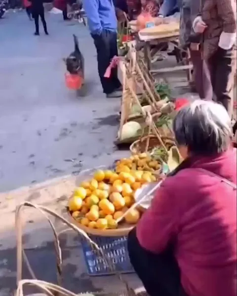 Lol I'm a dog, are you going to sue me?