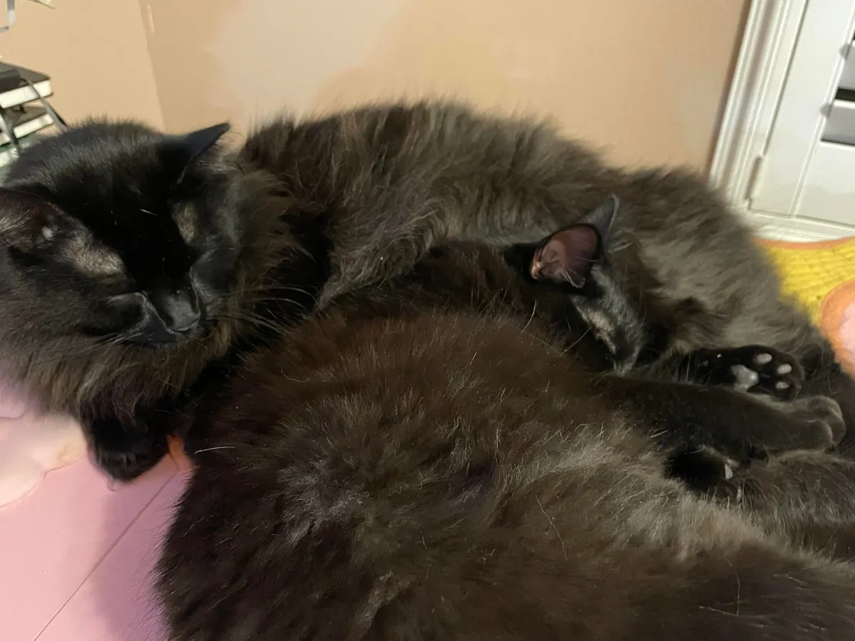 My two voids snuggling and loving on each other