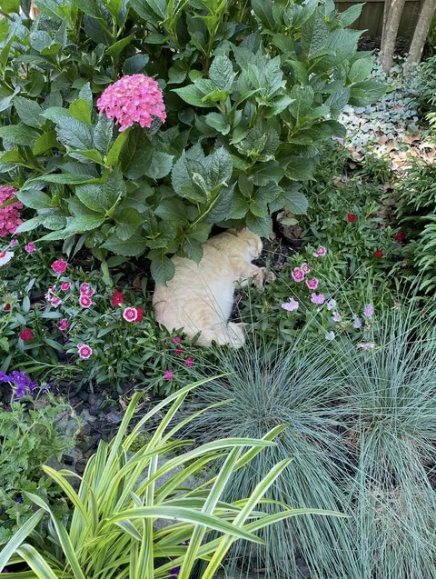 What’s your favorite (personal) garden photo?