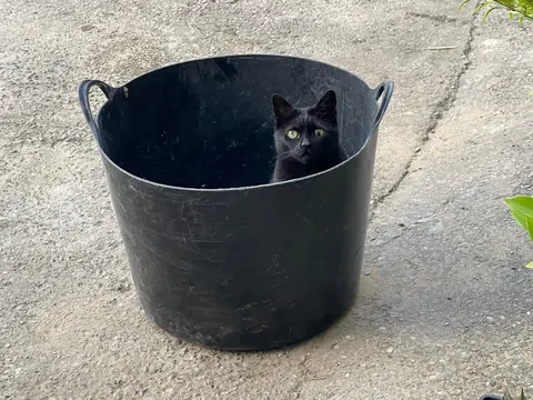 The Many Moods of Lola