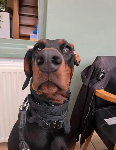 My fav funny pics of my two dogs Athena and Aurora