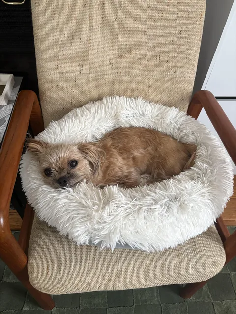 man, I love this tiny dog