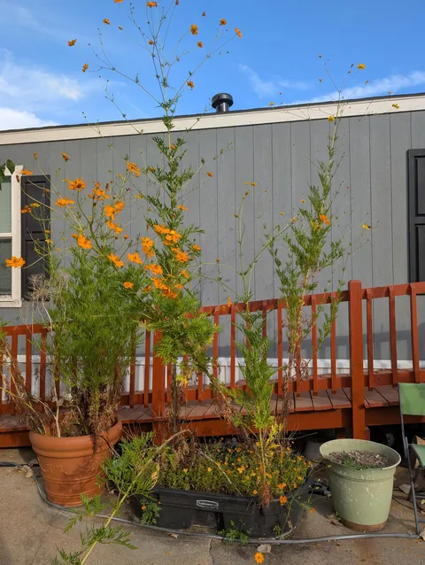 I didn't know marigolds could get so tall