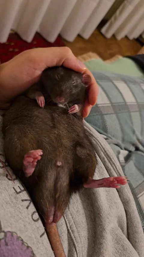 deactivated neuron 🐀🧠