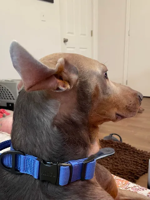 I bet you’ve never seen ears like these before!