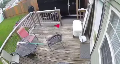 Cat radioed in for backup