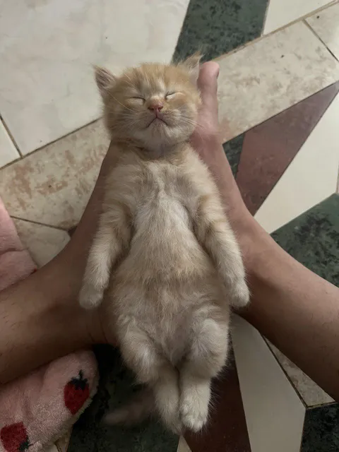 Sleeping like he pays bills