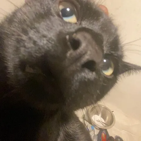 7 months ago this cutie was found inside the hood of a car