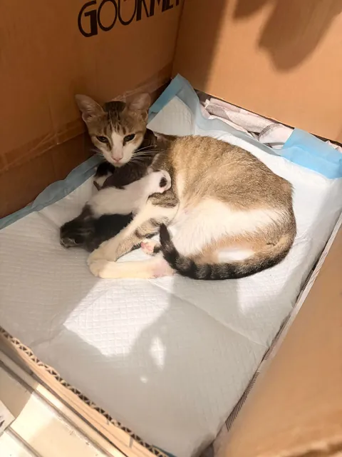 I’m a Grandmother 👵🏽 🐱