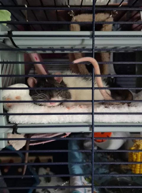 Rat bunk bed 🛏
