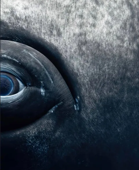 Photographer Rachel Moore captures stunning Photos of whales and sharks