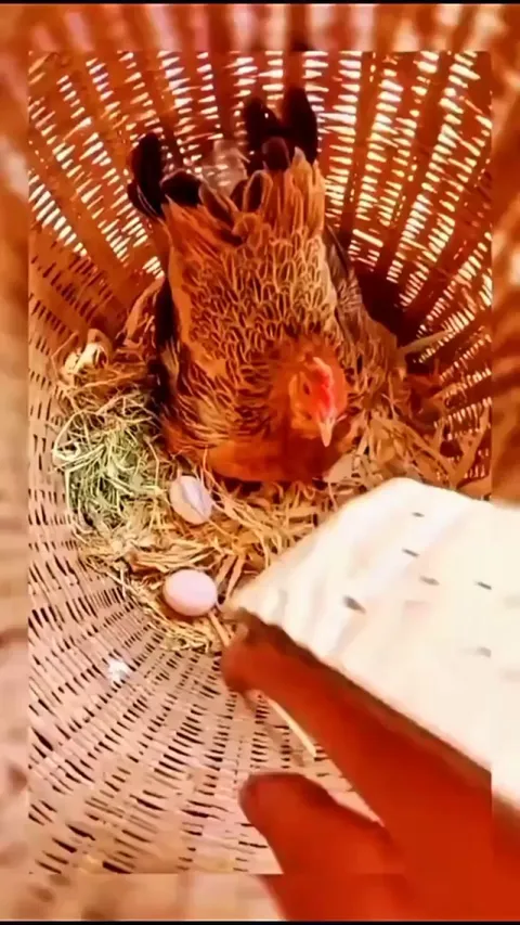 Easy way to collect chicken eggs