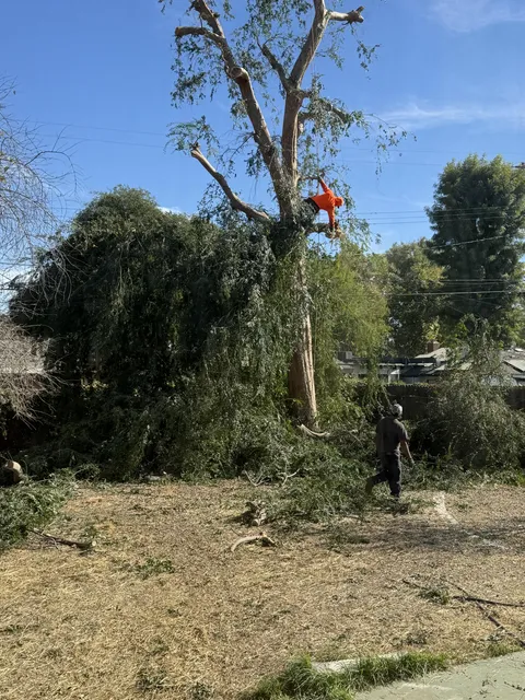Tree “trimmers” came to “shape” my 70 year old Chinese Elm tree