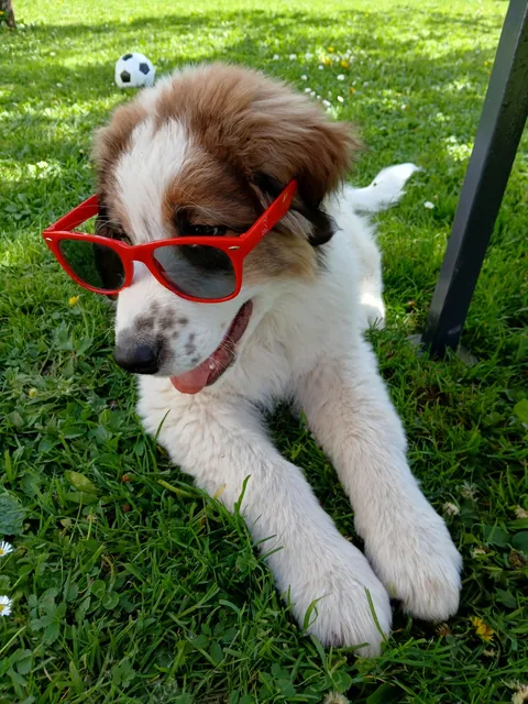 My Bosnian Shepard-Tornjak ,he has 10 months