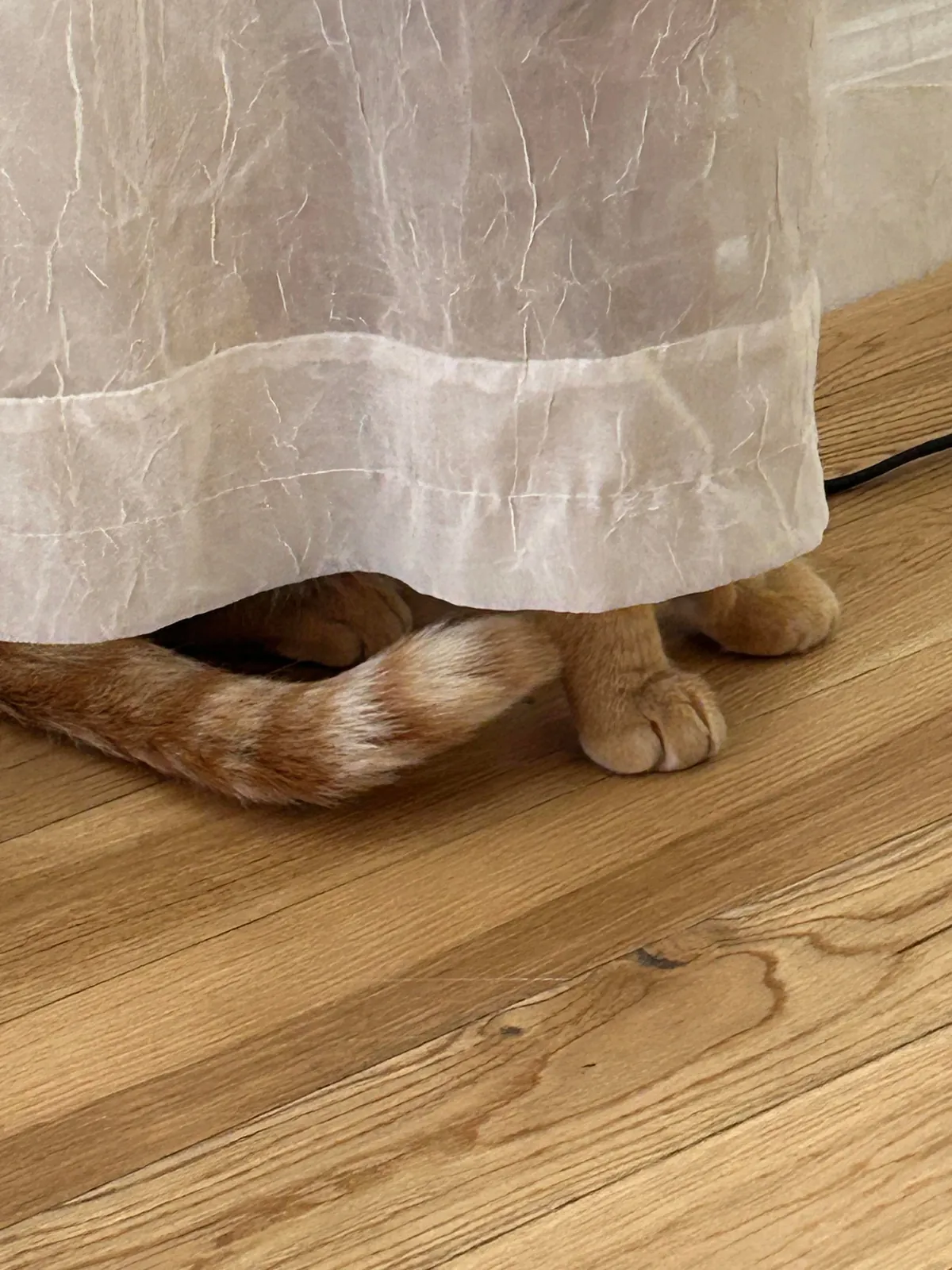 My cat thinks he hiding