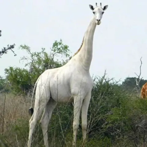 🔥 Extremely rare albino giraffe.