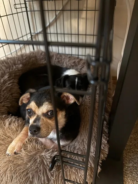 Little Emmy and Oreo) rescued March 2025)