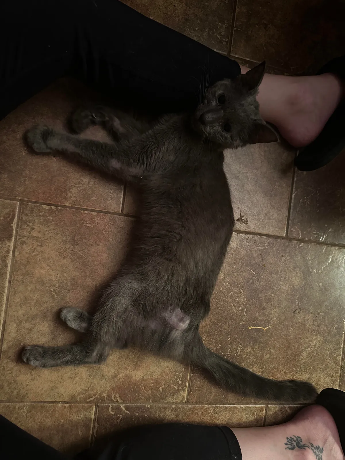 Went to get beer &amp; came home with a wounded cat