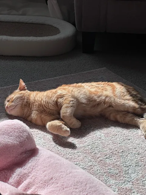 My kitties spent the first 4 yrs of their life in an apartment that received no direct sunlight. I’m so happy I was able to get them into a place that gets loads of direct sun. Makes me so happy to see him so happy 🥲