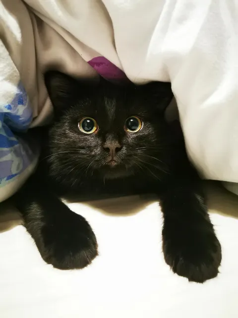 Shadow, the innocent &amp; cute 🥹🥹