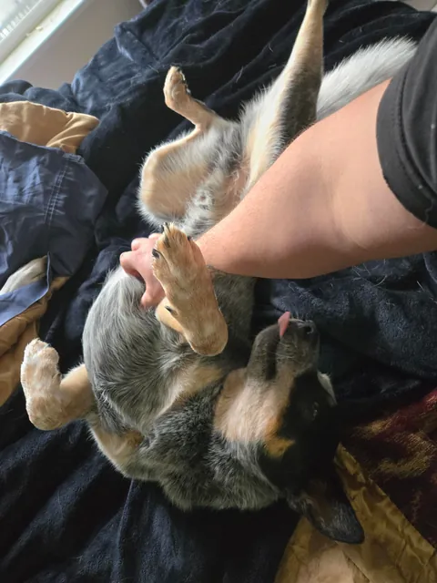 The best kind of tummy rubs