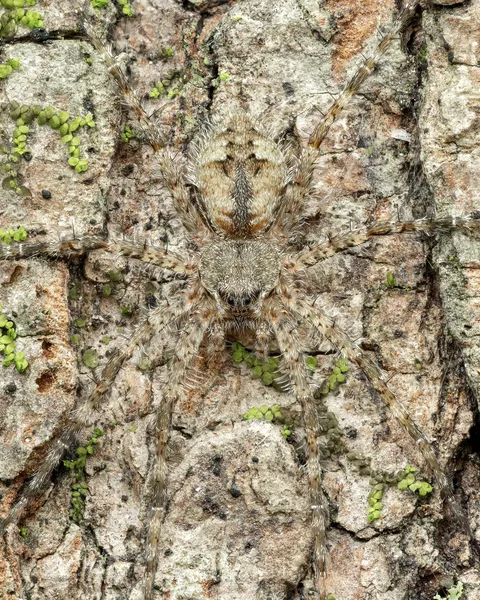 🔥 White-banded fishing spider with excellent camouflage [OC]