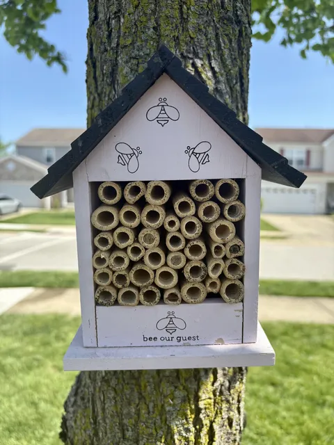 [OC] Trying to help out our local pollinators and spotted our first little bee friend today.