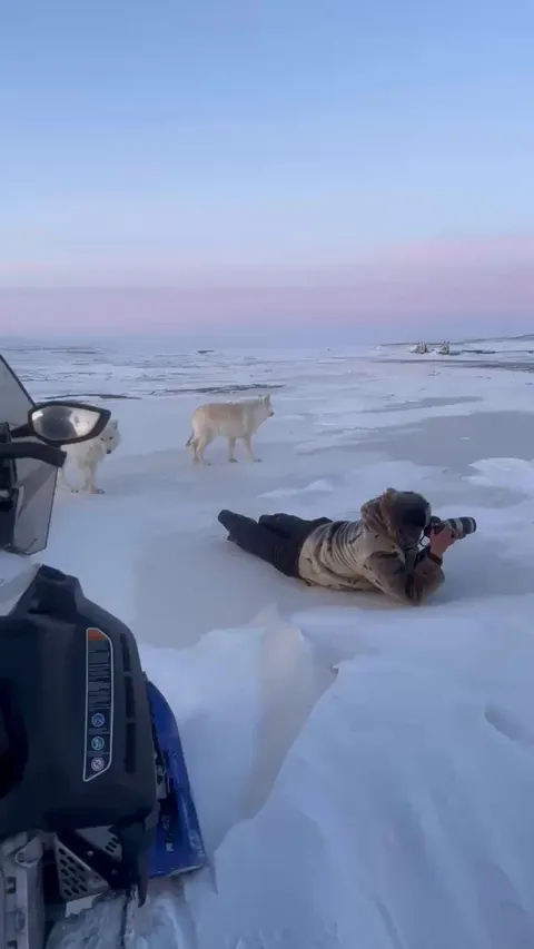 🔥 Arctic wolfs up close