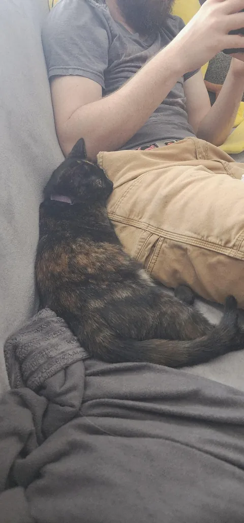 Kittens found on highway in a box, we adopted them both.