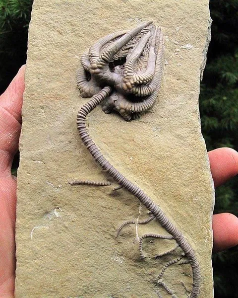 An incredibly intact Crinoid specimen fossil dating back to about 345 million years ago